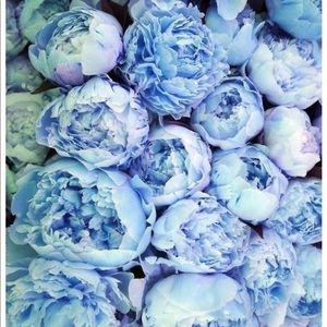 Meet your Posher, Nena